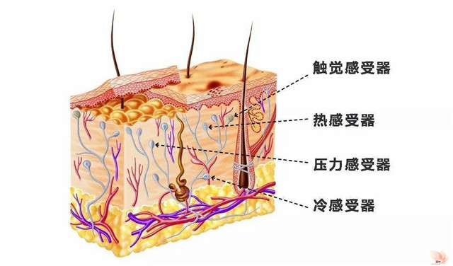 “反常脱衣”及其他：对于温度，大脑是如何欺骗我们的