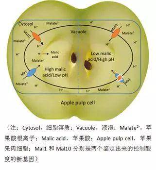 如何让苹果更好吃？科学家在努力