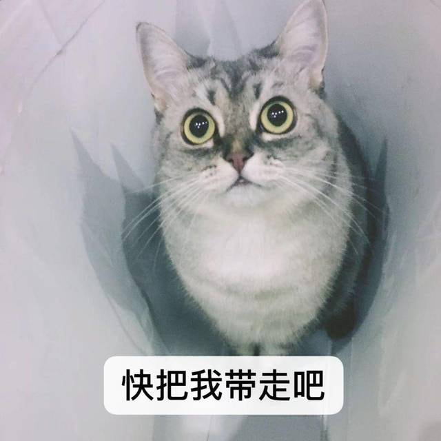 猫7439：来，来吸一吸