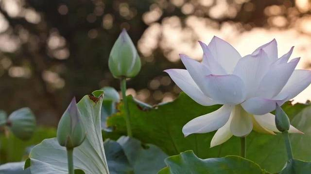 《本草中国》第二季：天地养药，良医泽世