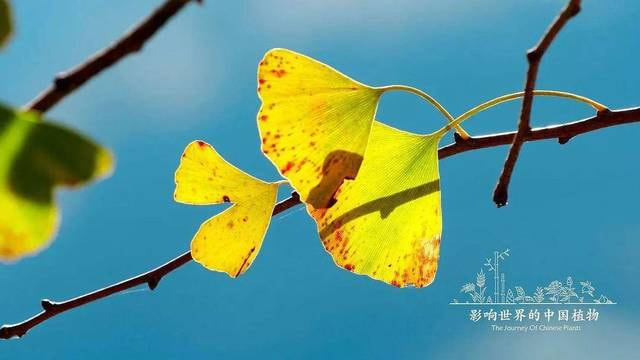 影响世界的中国植物：这些植物比我们走了更远的路