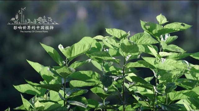 影响世界的中国植物：这些植物比我们走了更远的路