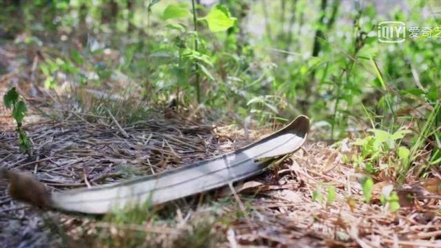 本草中华：用中药丈量我们的山川江海